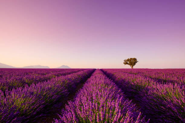 лаванда ряды линий на закате - lavender coloured lavender provence alpes cote dazur field стоковые фото и изображения