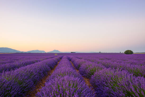 istock Lavender field at sunrise Valensole 1124482456