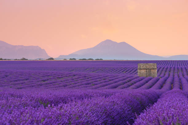 작은 농장 집 프로방스 라벤더 밭 - lavender coloured lavender provence alpes cote dazur field 뉴스 사진 이미지