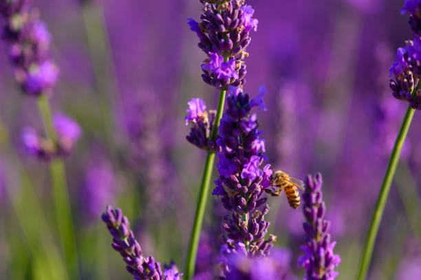 istock Bee collecting nectar and pollen from  lavender bush 1124482588