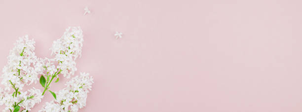 istock Pink background with white lilac flowers 1124484536