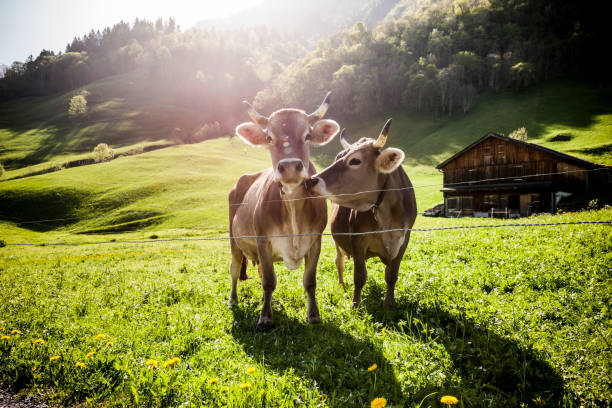 vacas en alp - vacas fotografías e imágenes de stock