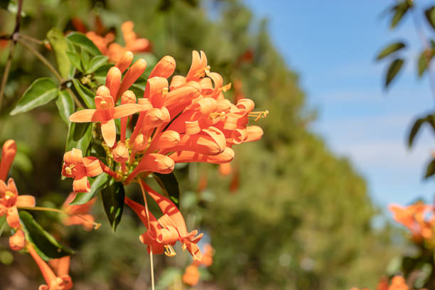 istock Beautiful orange flowers or Pyrostegia venusta in gaeden 1124484929