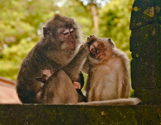 istock A monkey mother takes care of her monkey child 1124485433