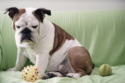 boredom affects dog, too! here an English Bulldog sits annoyed on the sofa with her toys