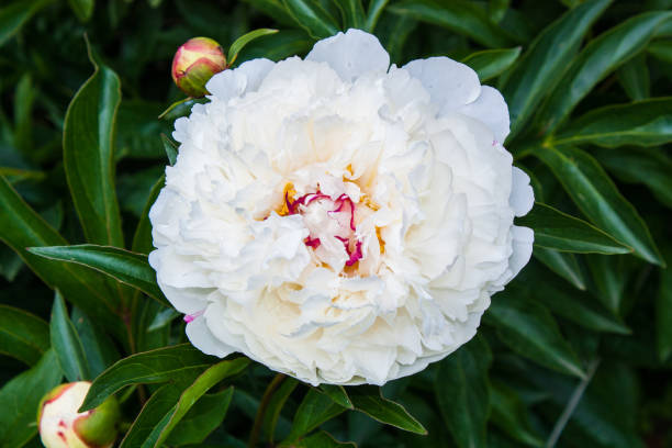 istock flowering peonies in the garden 1124486265