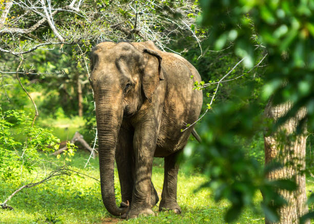 istock Asian young Elephant, nature background. Yala, Sri Lanka 1124486988