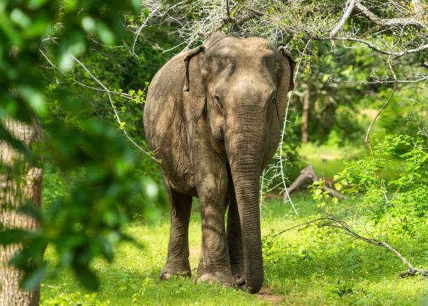 istock Asian young Elephant, nature background. Yala, Sri Lanka 1124486996