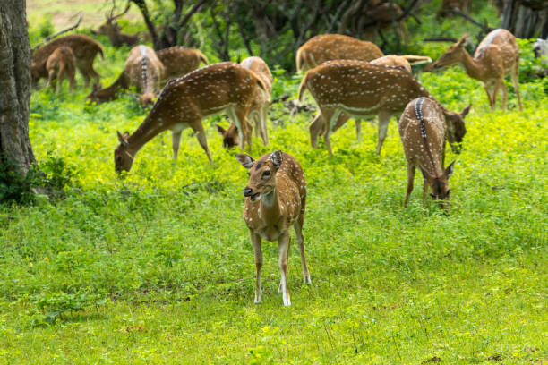 istock Wild Spotted deer in Yala National park, Sri Lanka 1124489026