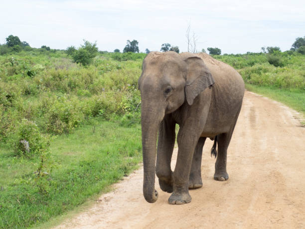 istock Elephant cub in the Pinnawala Elephant Orphanage, Sri Lanka 1124489113
