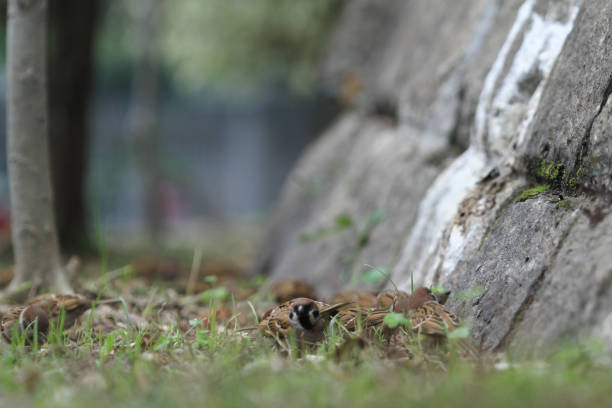 the bird in city at hong kong  2011 march