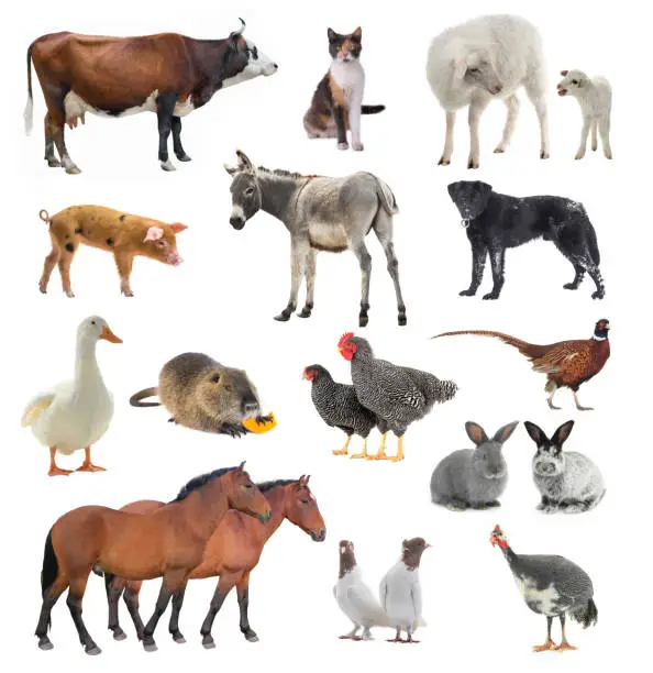 Photo of collage livestock isolated on white