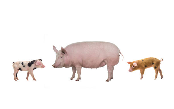 istock female pig and piglet  isolated on white 1124489704