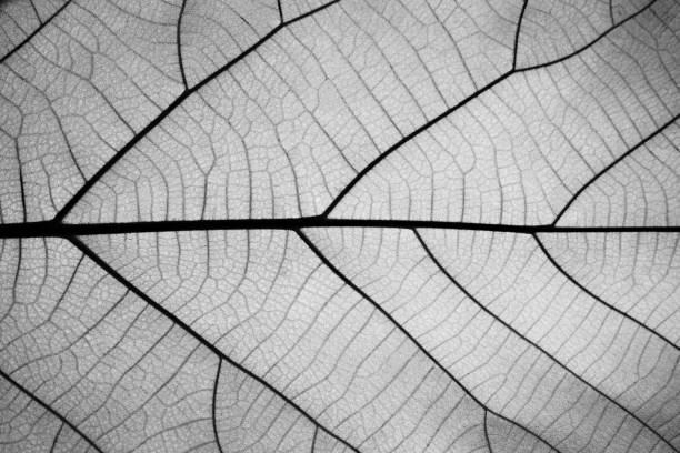 Rich green leaf texture see through symmetry vein structure, beautiful nature texture concept, copy space stock photo