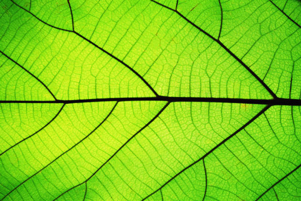 textura de hoja verde ricos ver a través de la estructura de vena de simetría, concepto de textura hermosa naturaleza, espacio de copia - chlorophyll fotografías e imágenes de stock