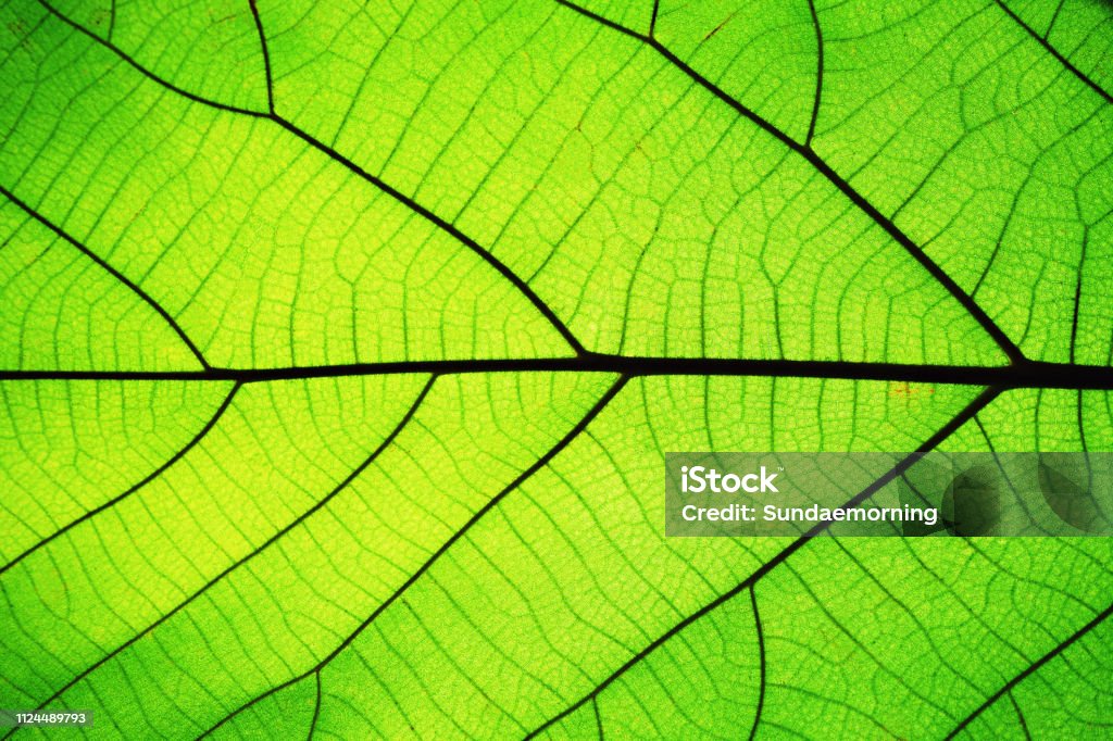 Rich green leaf texture see through symmetry vein structure, beautiful nature texture concept, copy space Leaf Stock Photo