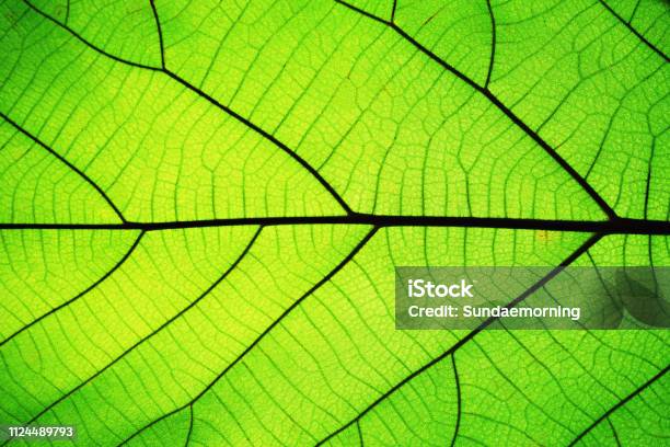 Rich Green Leaf Texture See Through Symmetry Vein Structure Beautiful Nature Texture Concept Copy Space Stock Photo - Download Image Now