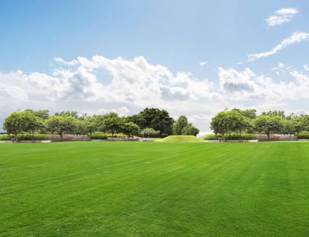 Bright summer sunny day in park with green fresh grass and trees.