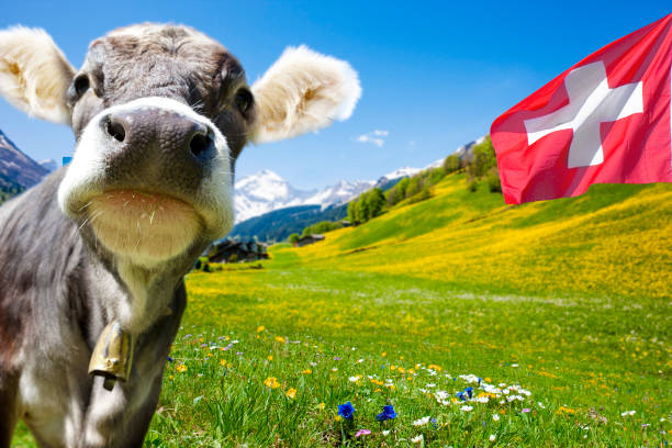 cow in swiss montains - milk european alps agriculture mountain imagens e fotografias de stock