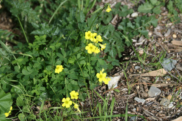 istock Wildflowers by the road 1124492107