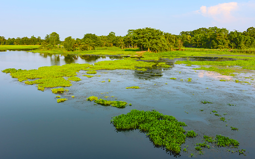 Majuli, Assam, India. A fresh water lagoon with water hyacinth and flanked by paddy fields and trees at sunset on the island of Majuli, Assam, India.