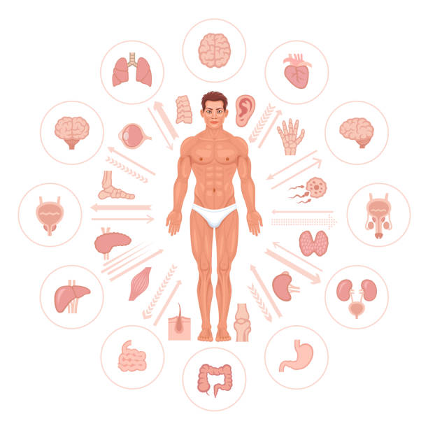 menschlichen männlichen körper und innere organe - wirbelsäule grafiken stock-grafiken, -clipart, -cartoons und -symbole