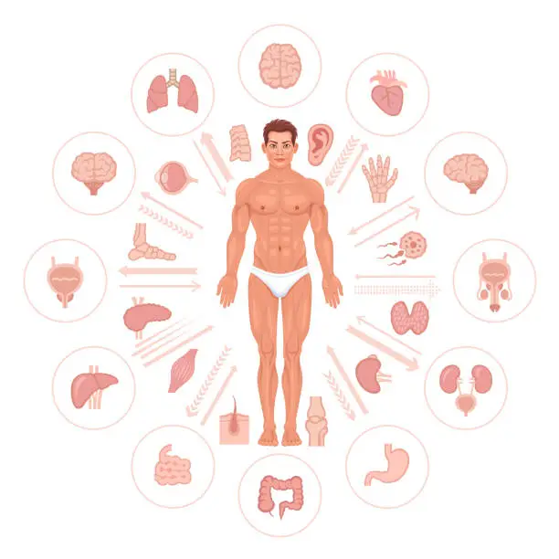 Vector illustration of Human male body and internal organs