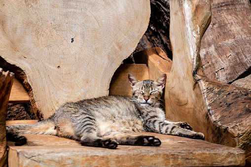 Cat sleeping in chair made of tree trunk.