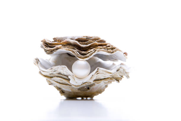 auster mit perle - pearl oyster shell white stock-fotos und bilder