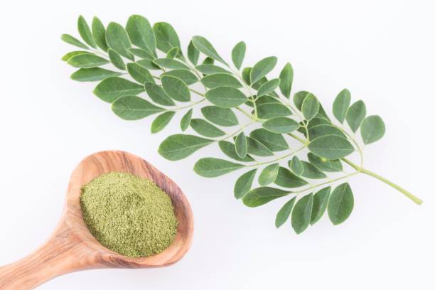 istock Moringa oleifera with many Benefits, Vitamins, Minerals and Multiple Medicinal Properties for the body 1124498966