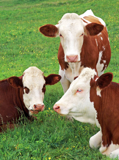 istock Trio of cows ruminating in a meadow. 1124501072