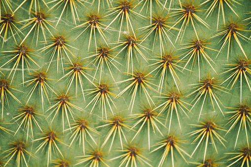 Close-up of cactus spikes in Lanzarote, Canary Islands