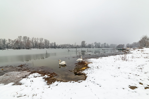 Danube island (Šodroš) near Novi Sad, Serbia. Colorful landscape with swans and beautiful frozen river.