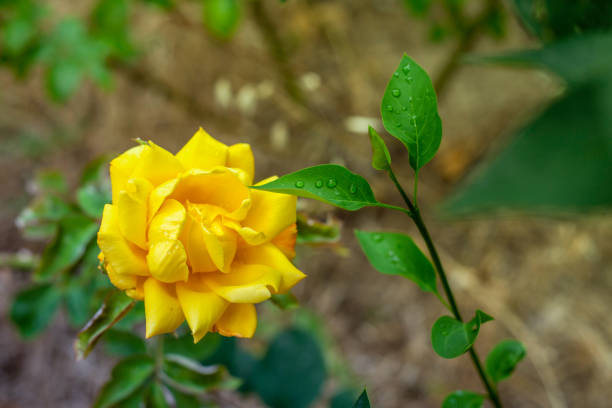 istock Golden yellow roses series shining like sun. 1124503230