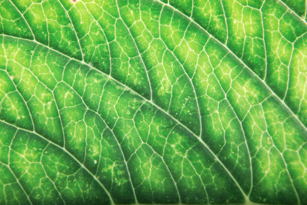 green leaf background - 6726 imagens e fotografias de stock