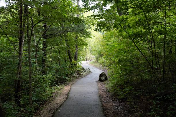 istock Forest photos for Lenzing Forest Environments Brief 1124505147