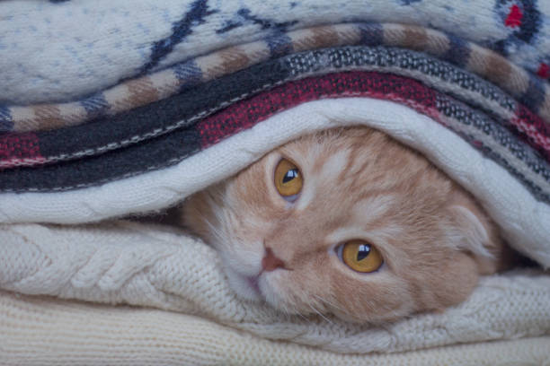 istock The red scottishfold cat is heated in knitted scarfs 1124505171