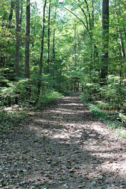 istock Forest photos for Lenzing Forest Environments Brief 1124505350