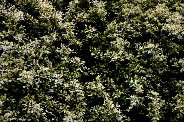 Large amount of white and green tree leaves