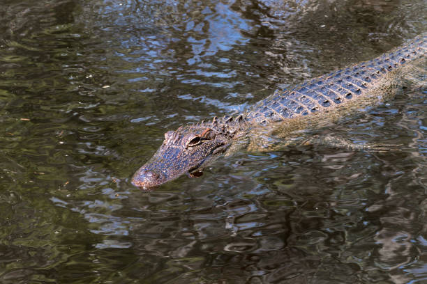 istock Floating Alligator in Swamp 1124509990