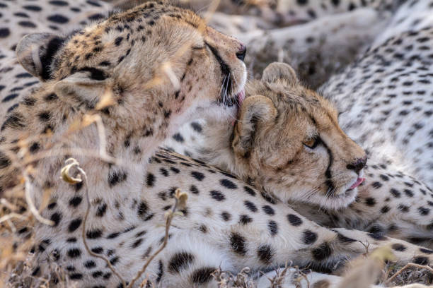 istock Cheetah Mother kissing Cub 1124513121