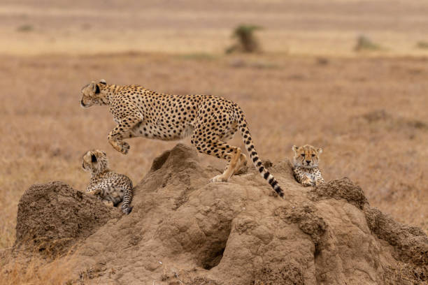 istock Cheetah mother jumping to chase dinner for cubs 1124513138