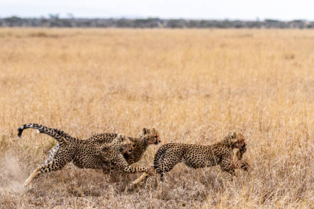 istock Two cheetahs chasing lead cheetah with a rabbit in mouth 1124513147