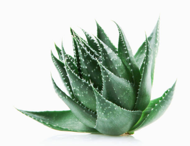 Aloe Vera Plant Aloe Vera Plant On White Background medicine and science drop close up studio shot stock pictures, royalty-free photos & images