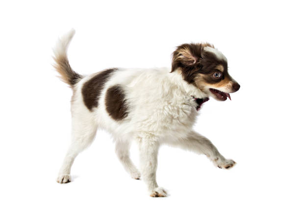istock Australian Shepherd Dog Breed Puppy on White Background 1124514646