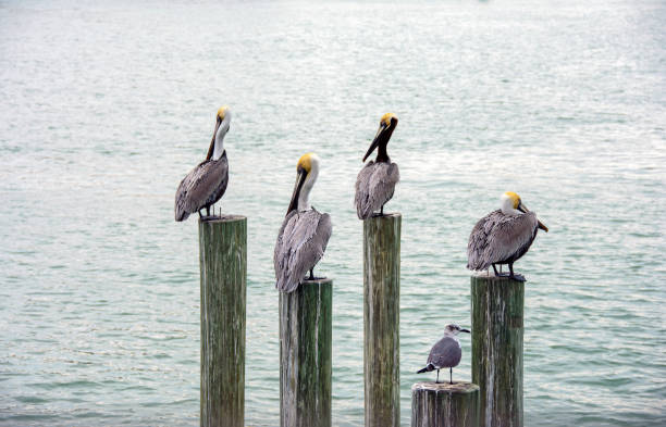 istock Florida pelicans and seagull on piling 1124514655