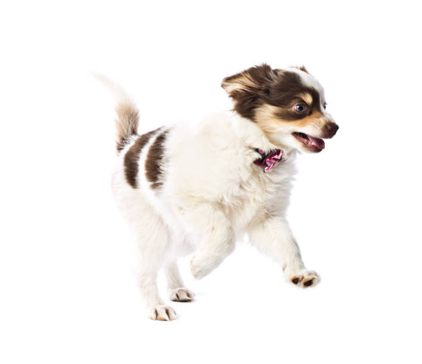 istock Australian Shepherd Dog Breed Puppy on White Background 1124514669