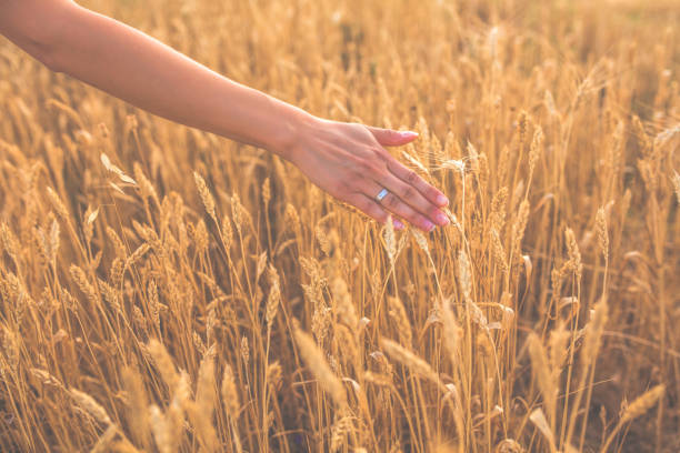 istock Woman in wheat field at sunset 1124514964