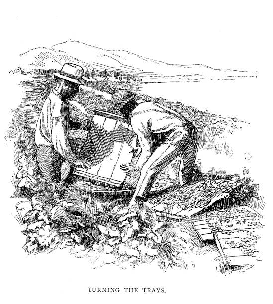 illustrations, cliparts, dessins animés et icônes de victorien gravure noir et blanc des travailleurs mexicains, plateaux de tournage pour transformer le raisin en raisins secs dans les vergers de hugh marshall à redlands, en californie, la vallée de santa ana ; fruit du xixe siècle à l’agriculture ; - sultana california