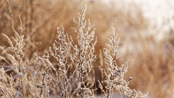 istock Frost-covered branches of the bush at sunrise 1124518941